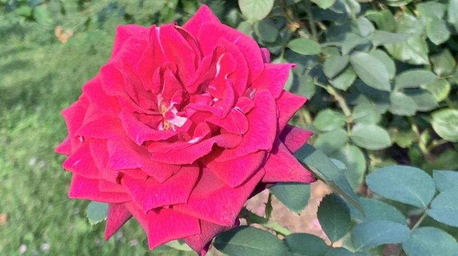 IMG_1201.jpg?type=w966