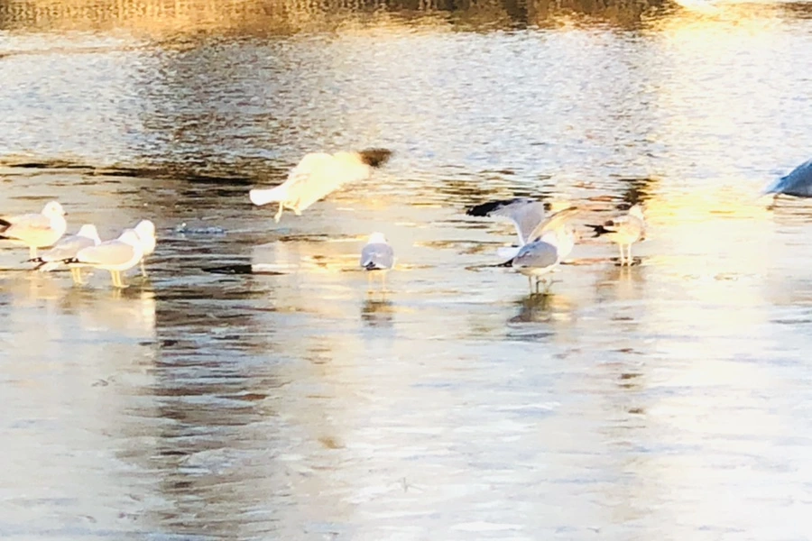 IMG_0875.jpg?type=w966