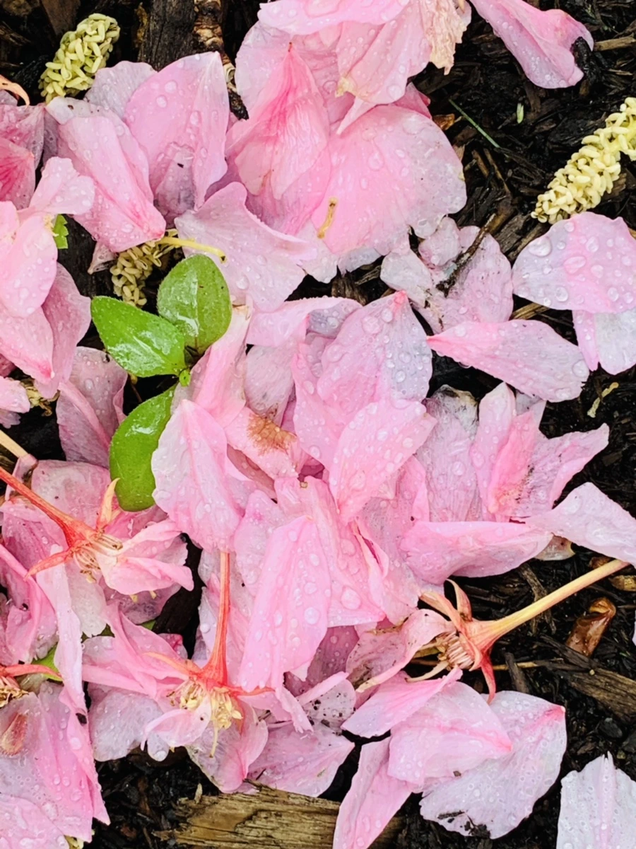 IMG_9776.jpg?type=w966