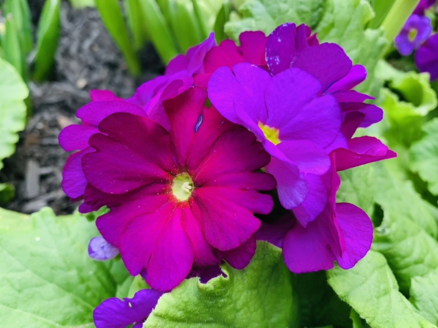 IMG_4645.jpg?type=w966