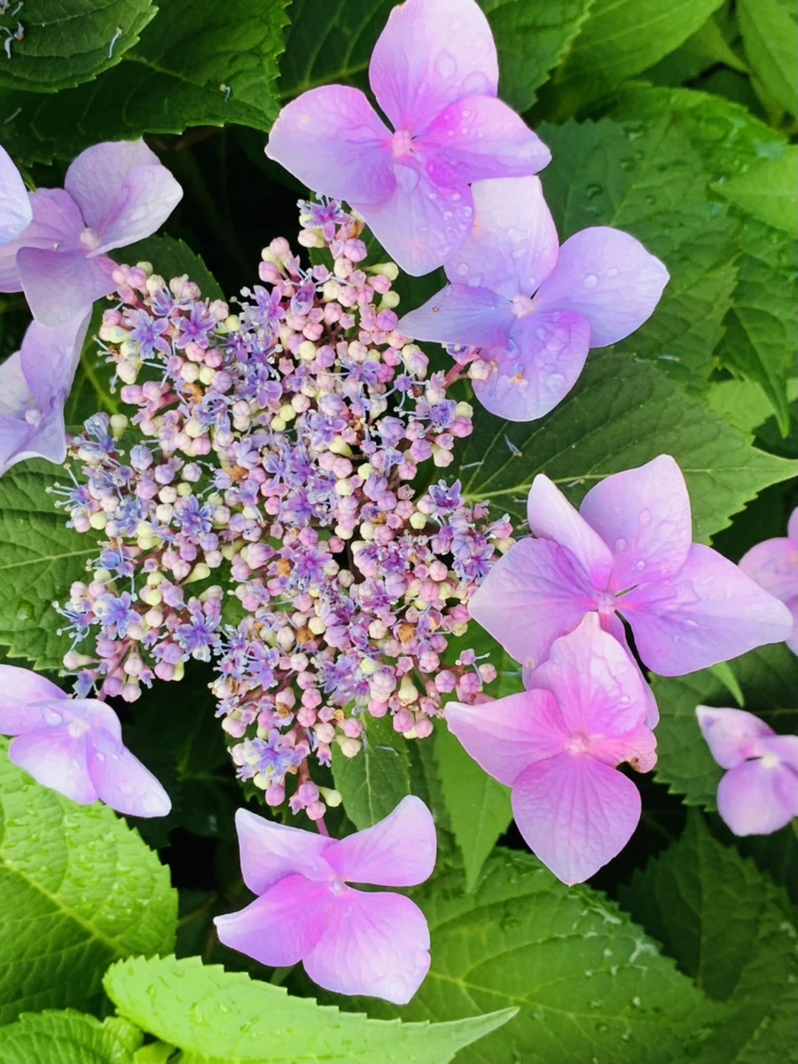 IMG_6001.jpg?type=w966