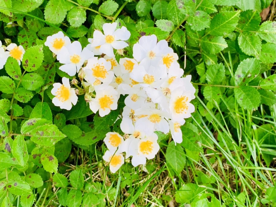 IMG_3411.jpg?type=w966