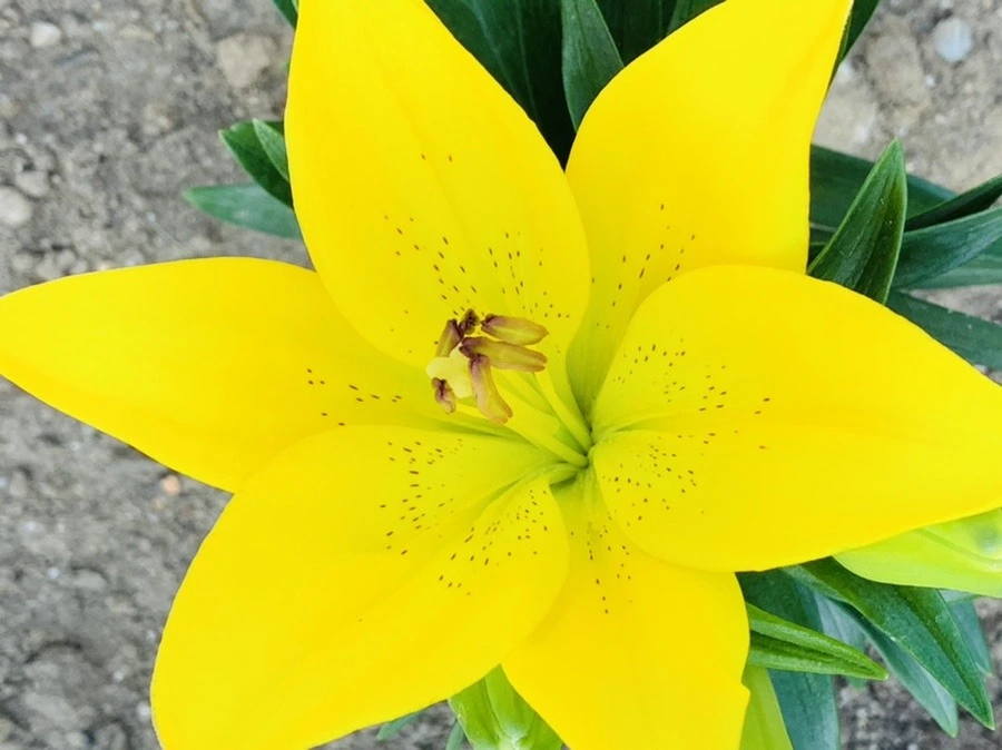 YFyvkC0HPooIbxzH_GqMso6al-c