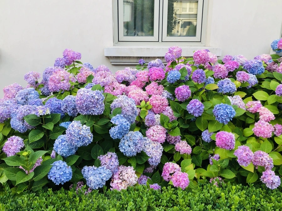 IMG_0418.jpg?type=w966