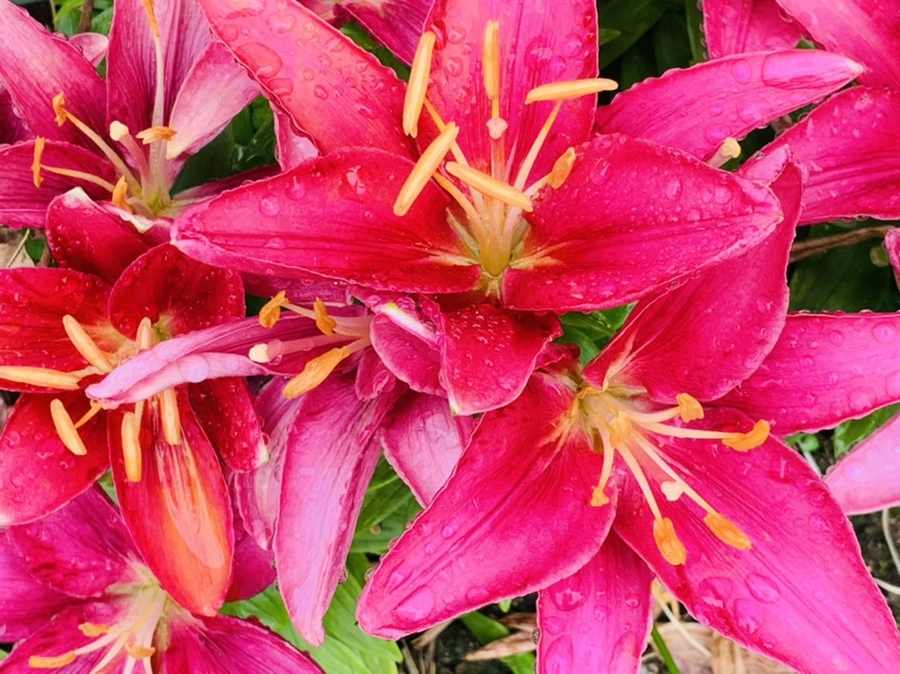 IMG_5741.jpg?type=w966