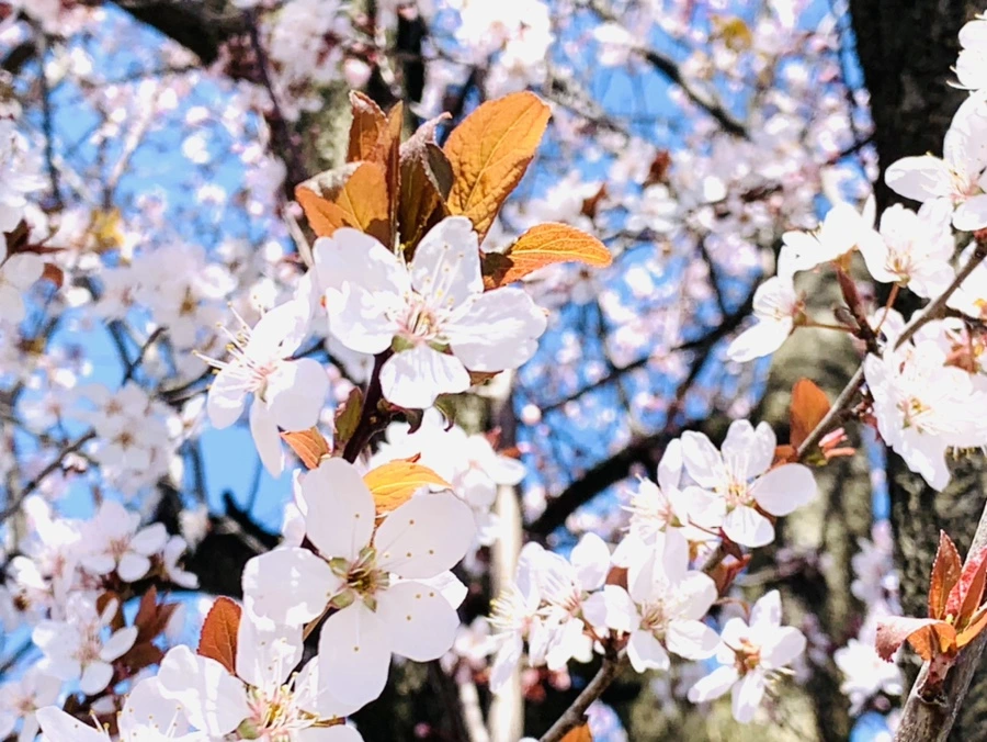 IMG_7999.jpg?type=w966