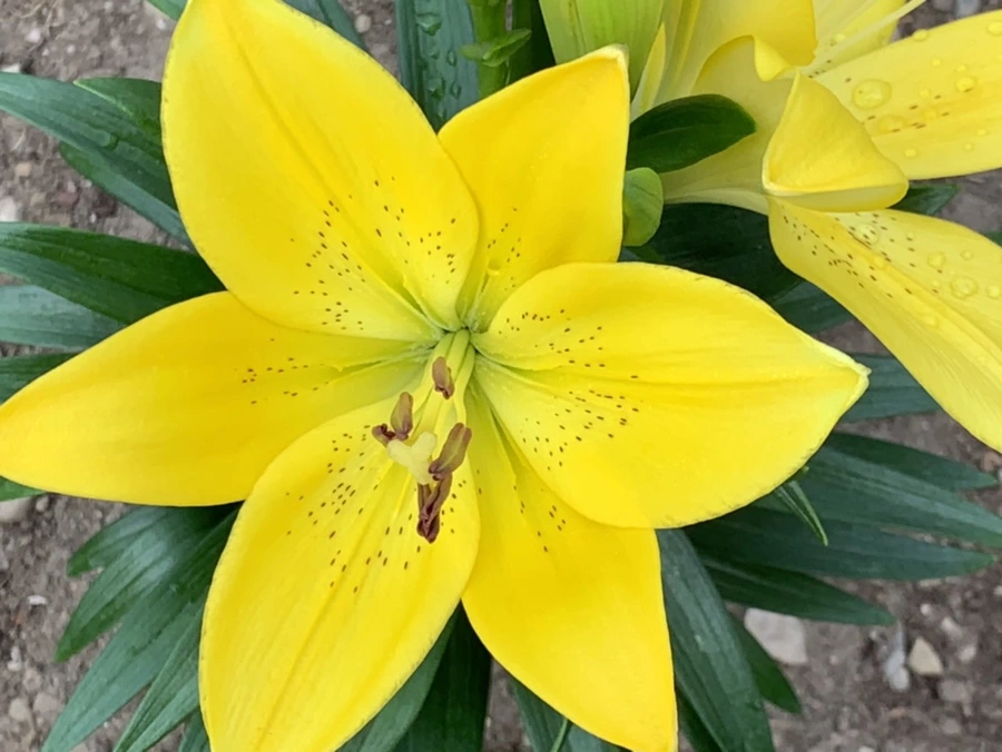 IMG_5871.jpg?type=w966