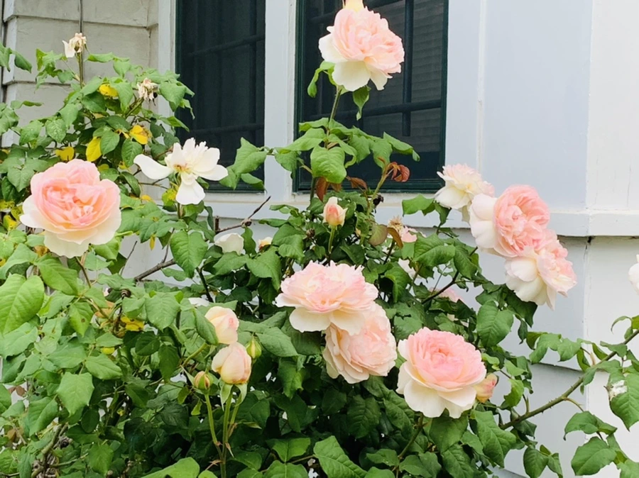 IMG_5499.jpg?type=w966