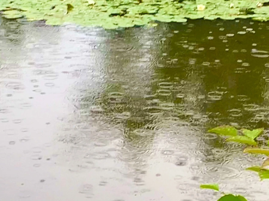 IMG_8309.jpg?type=w966