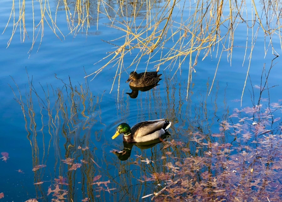 IMG_4250.jpg?type=w966