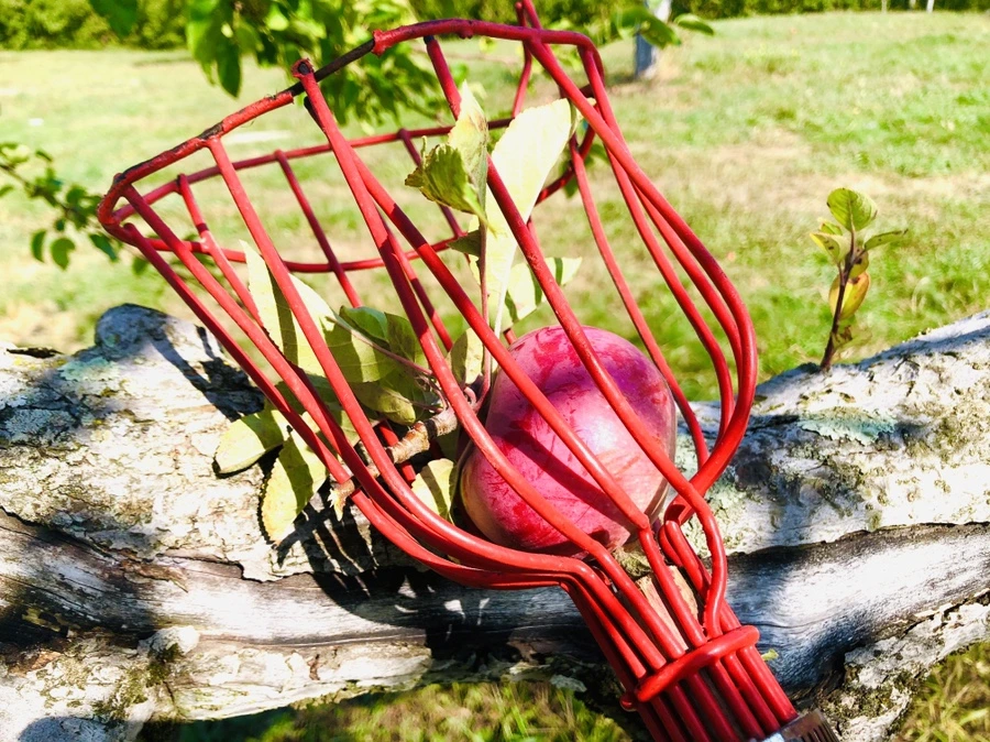 IMG_0729.jpg?type=w966