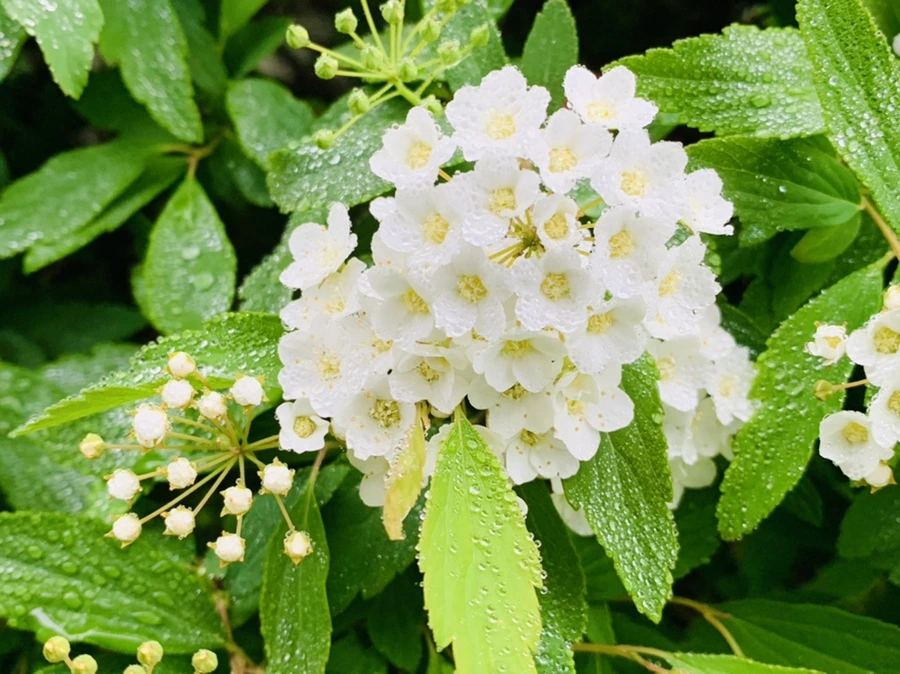 IMG_9732.jpg?type=w966