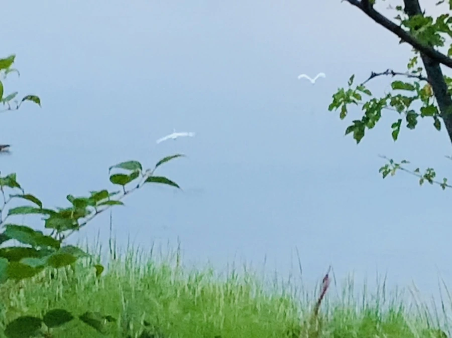 IMG_0513.jpg?type=w966