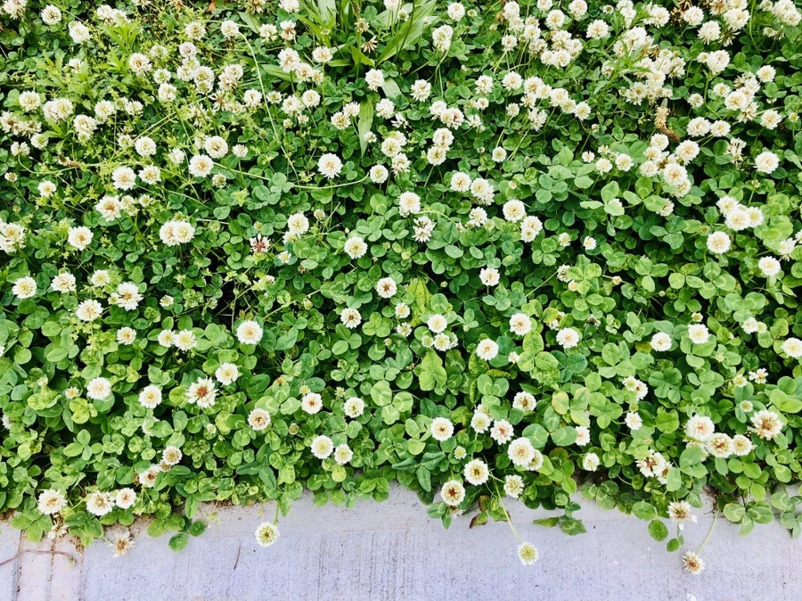 IMG_7947.jpg?type=w966