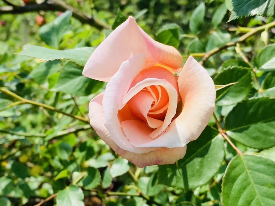 IMG_4135.jpg?type=w966