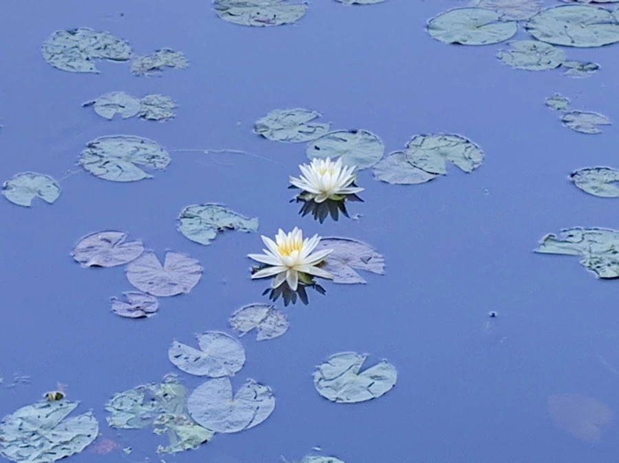 IMG_1884.jpg?type=w966