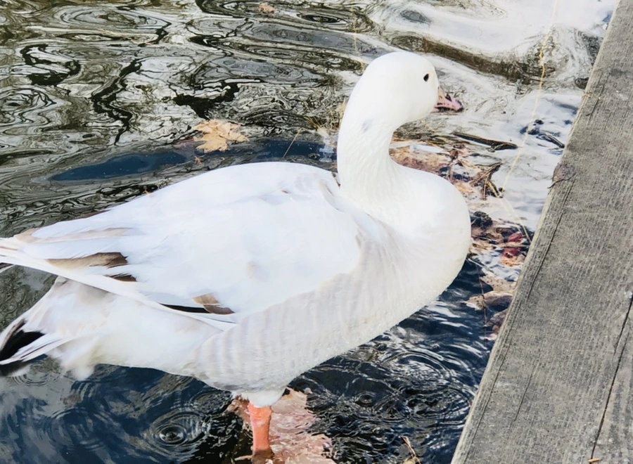 IMG_3525.jpg?type=w966