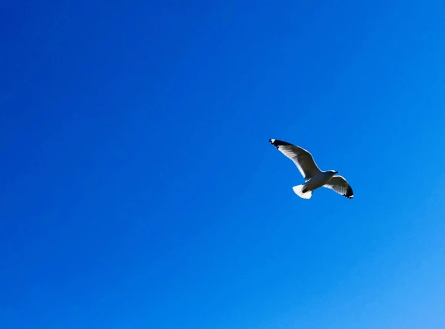 IMG_5405.jpg?type=w966