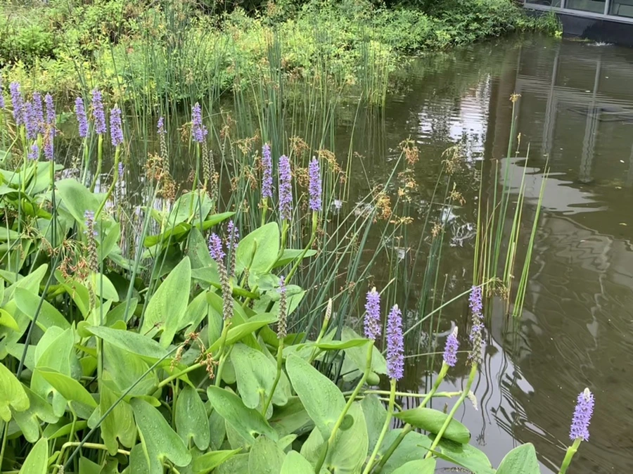 IMG_1066.jpg?type=w966