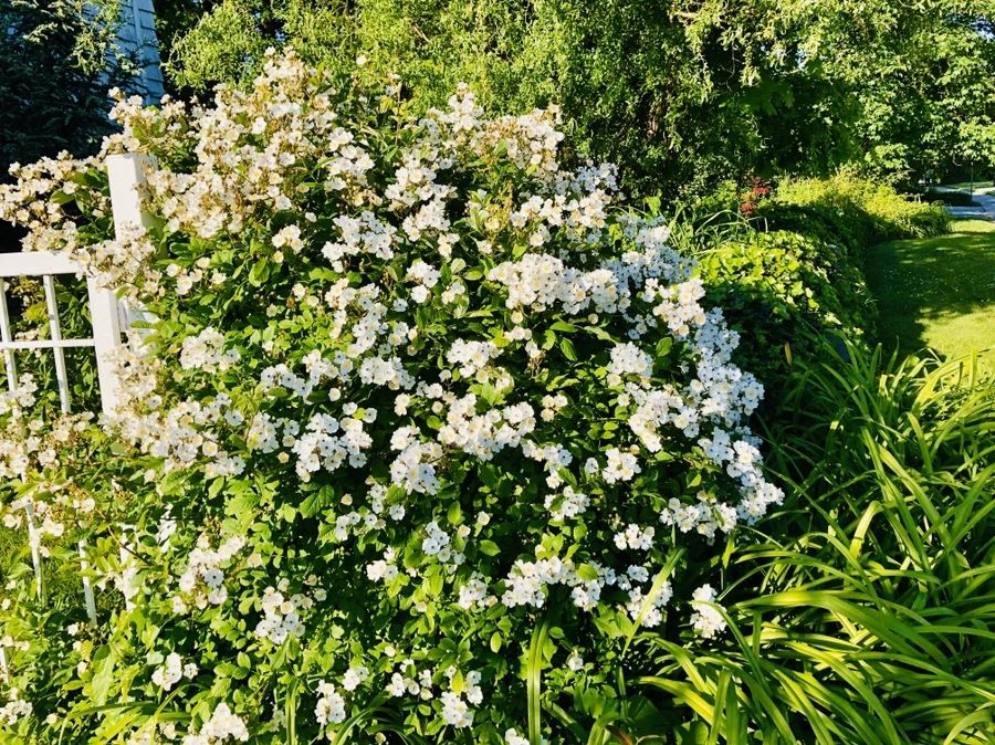 IMG_7461.jpg?type=w966