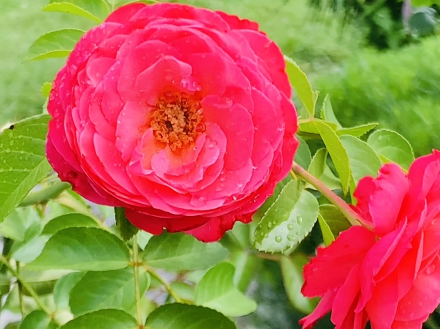 IMG_4950.jpg?type=w966