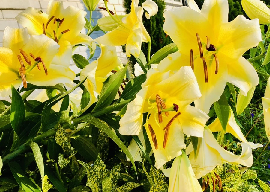 IMG_2099.jpg?type=w966