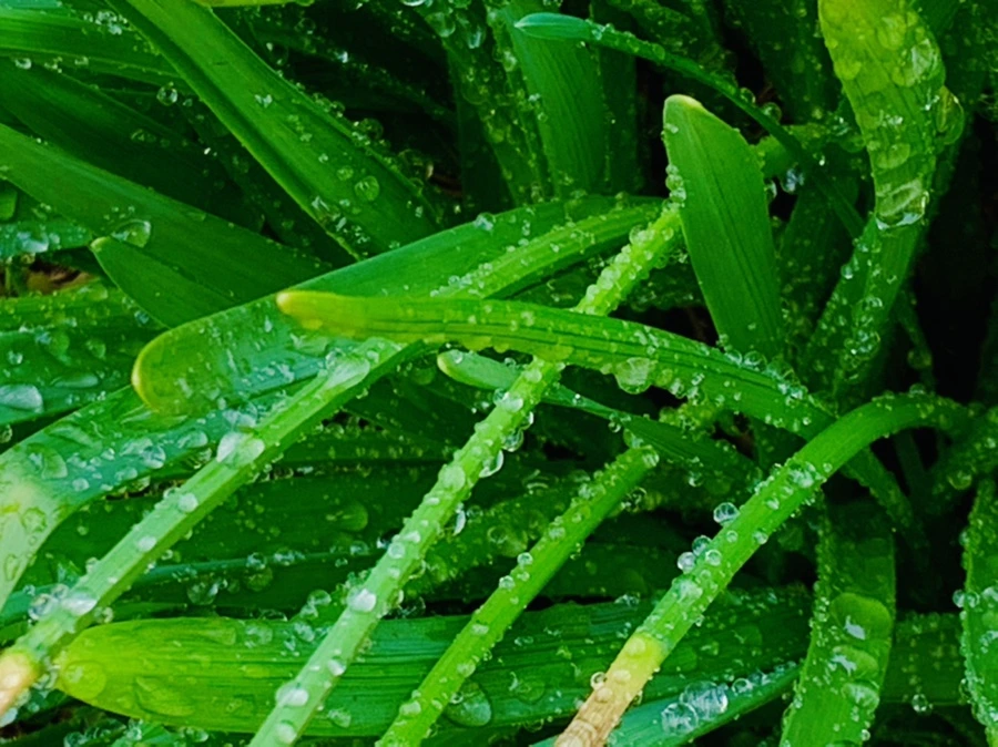 IMG_5013.jpg?type=w966