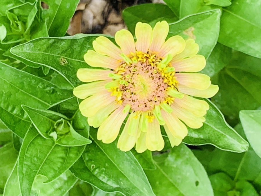 IMG_9559.jpg?type=w966