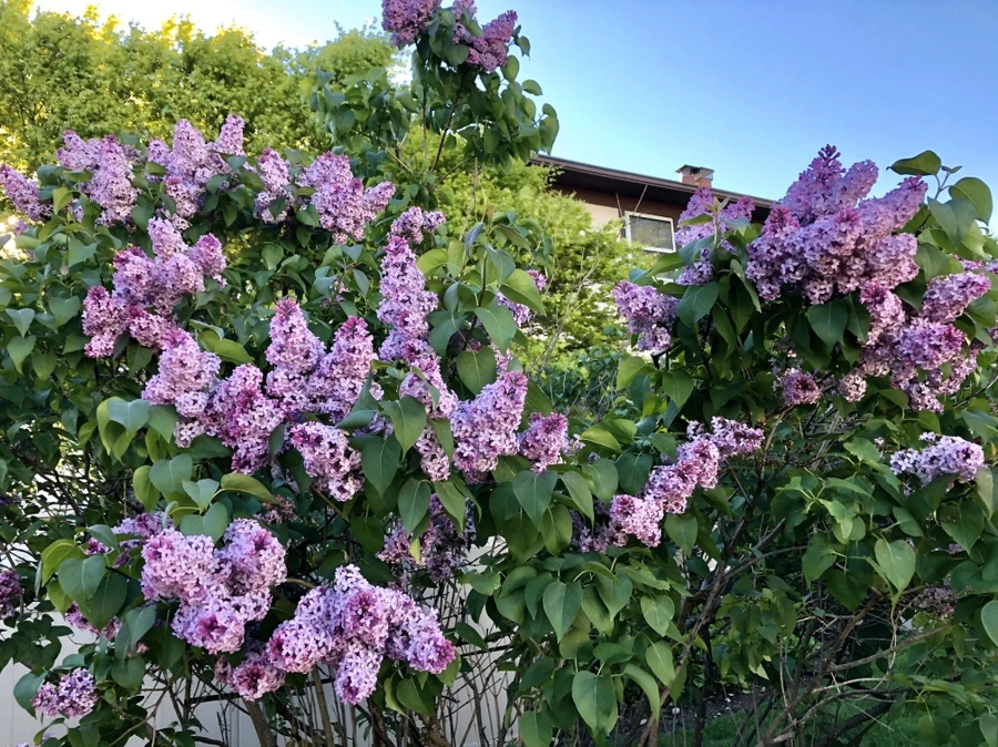 IMG_7205.jpg?type=w966