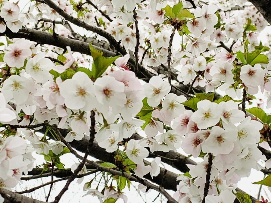 IMG_1332.jpg?type=w966