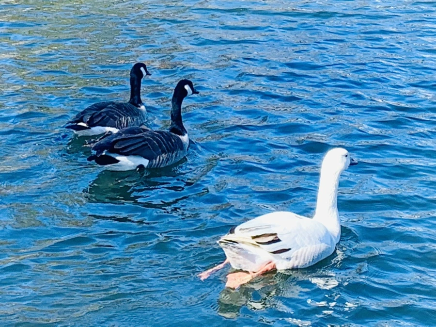 IMG_6792.jpg?type=w966