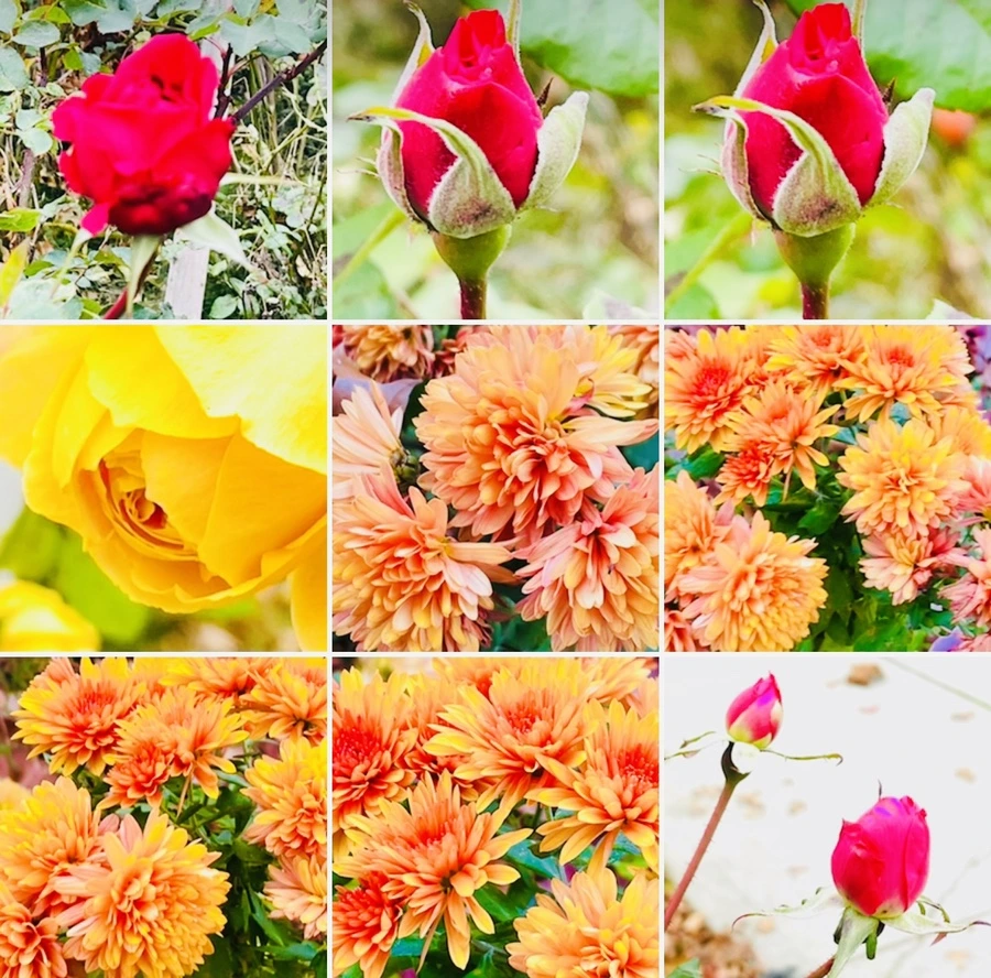 IMG_6222.jpg?type=w966