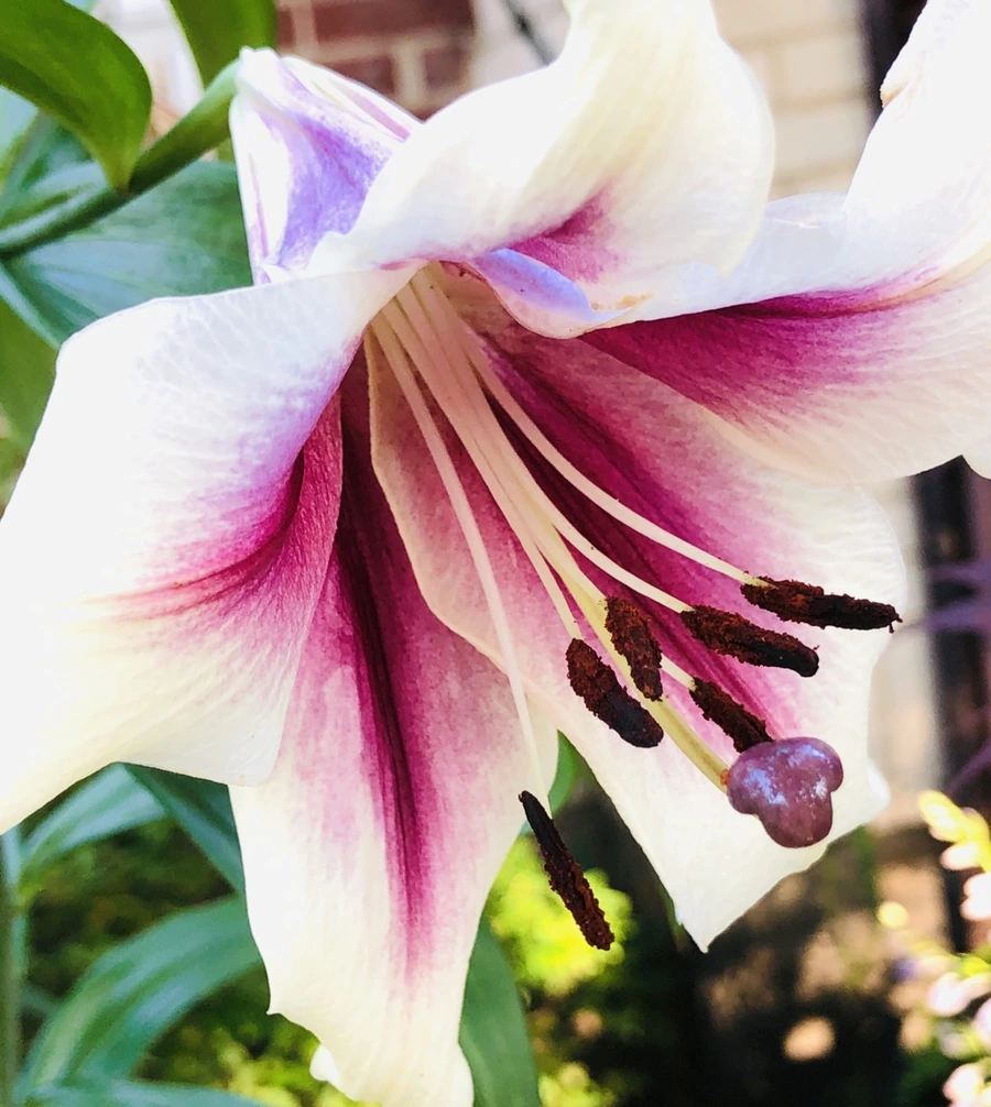 IMG_1902.jpg?type=w966