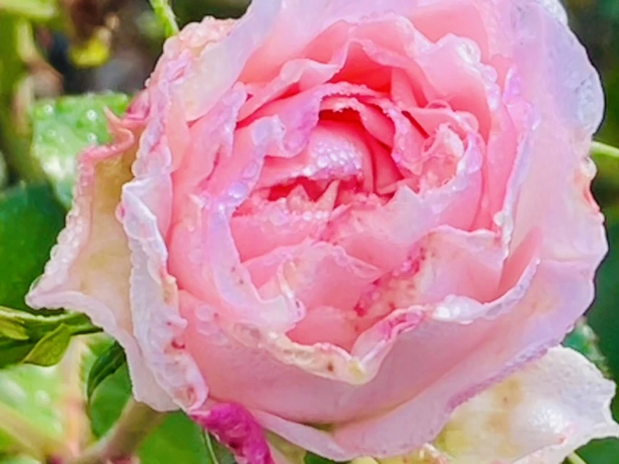 IMG_0962.jpg?type=w966