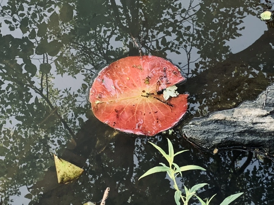 IMG_1969.jpg?type=w966