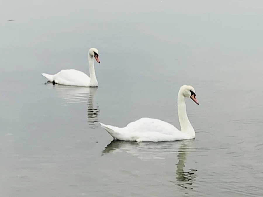 IMG_0320.jpg?type=w966