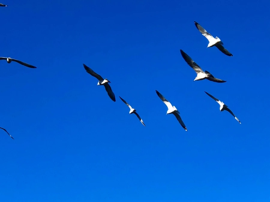 IMG_0559.jpg?type=w966