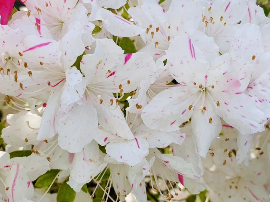 IMG_1067.jpg?type=w966