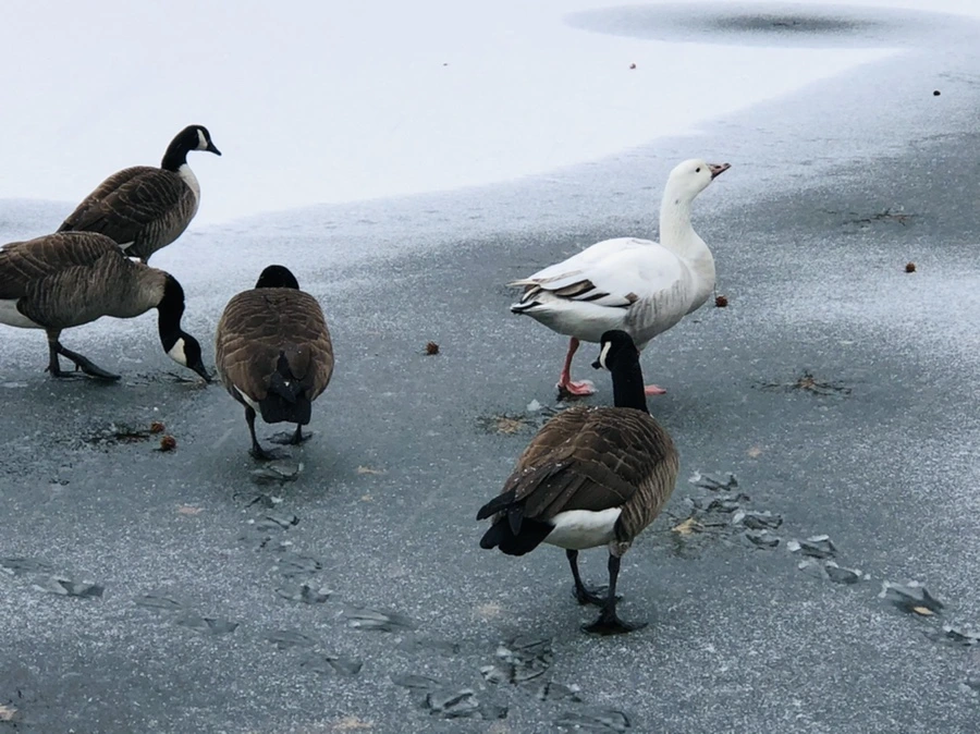 IMG_6025.jpg?type=w966