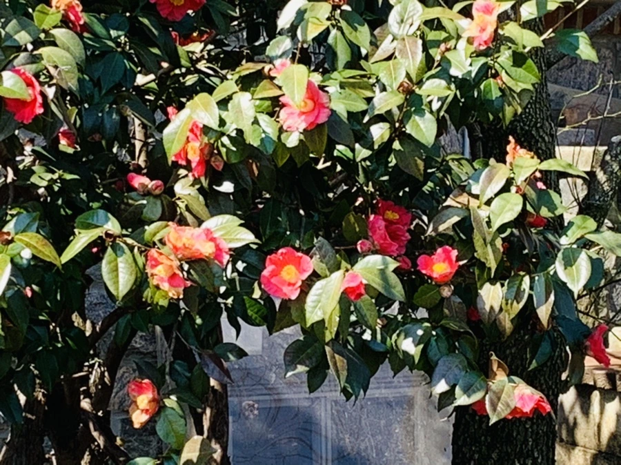 IMG_4336.jpg?type=w966