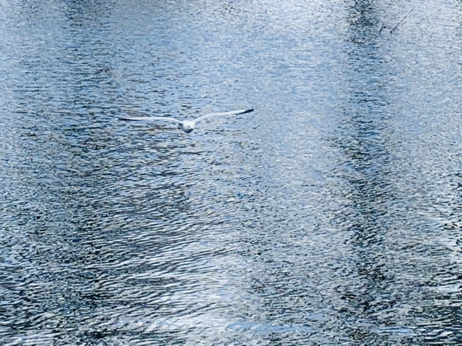 IMG_7422.jpg?type=w966