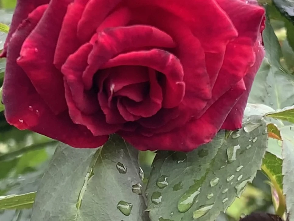 IMG_0925.jpg?type=w966