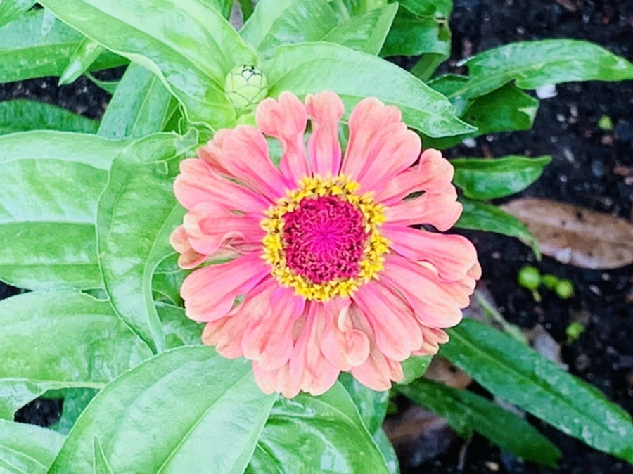 IMG_9556.jpg?type=w966