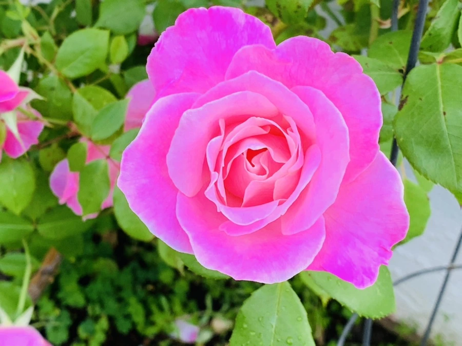 IMG_4066.jpg?type=w966