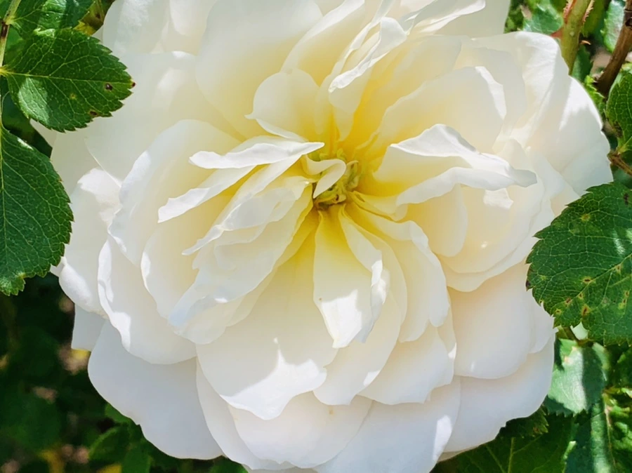 IMG_4189.jpg?type=w966