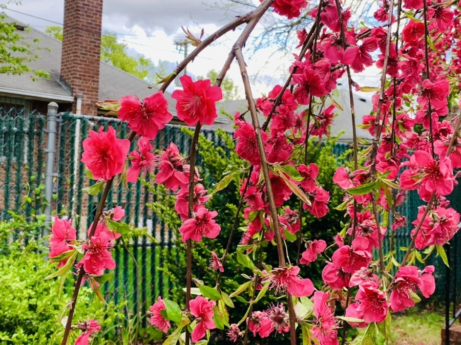 IMG_7932.jpg?type=w966