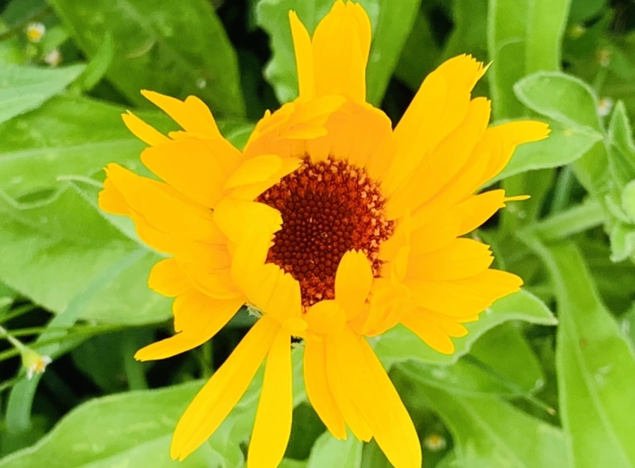 IMG_7256.jpg?type=w966