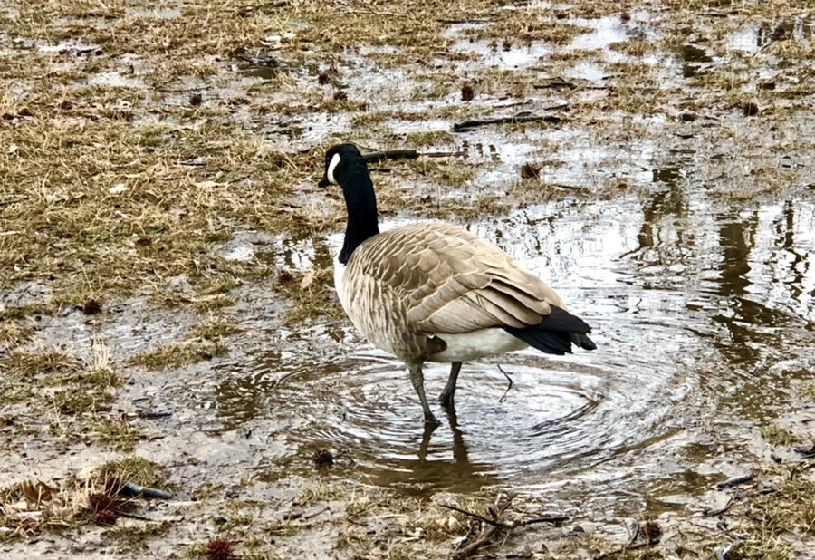 IMG_6563.jpg?type=w966