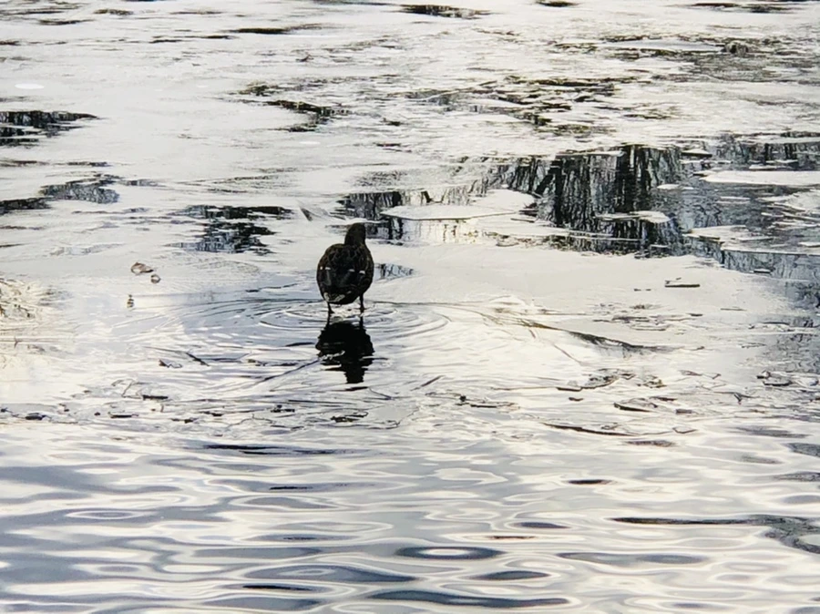 IMG_5033.jpg?type=w966