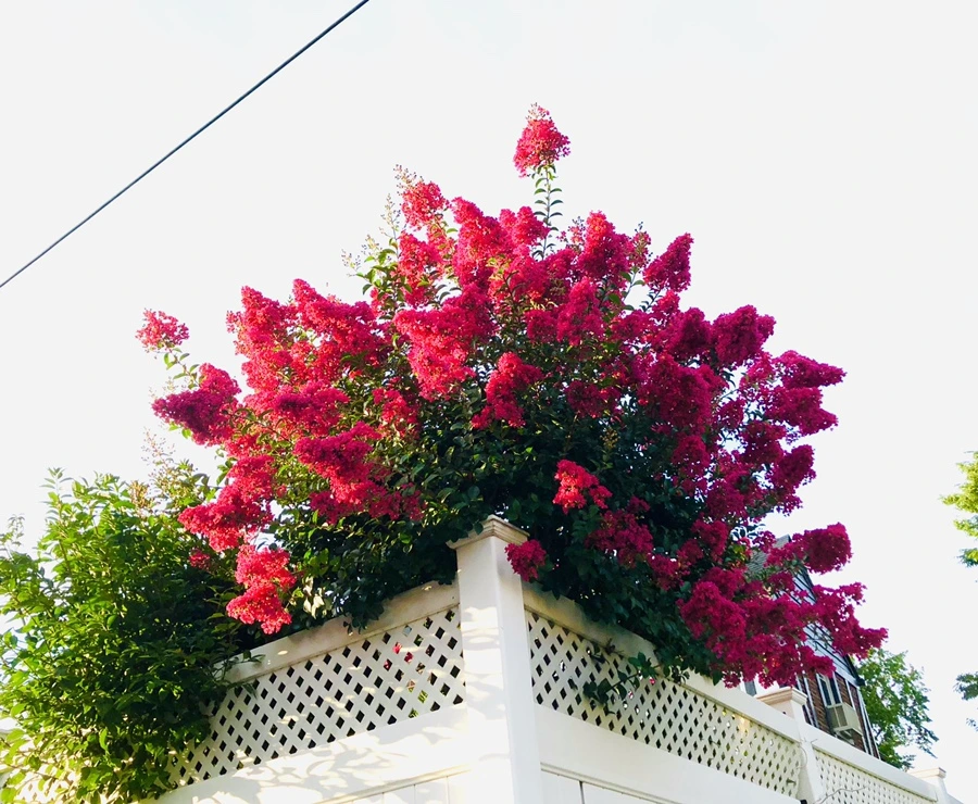 IMG_5656.jpg?type=w966